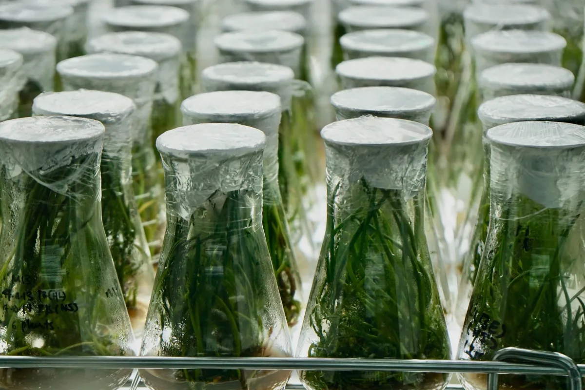 Rows of labelled seaweed cultures growing in the hatchery