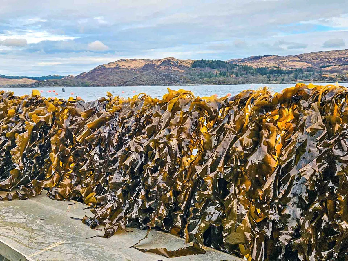 Freshly harvested golden sugar kelp piled on the boat deck