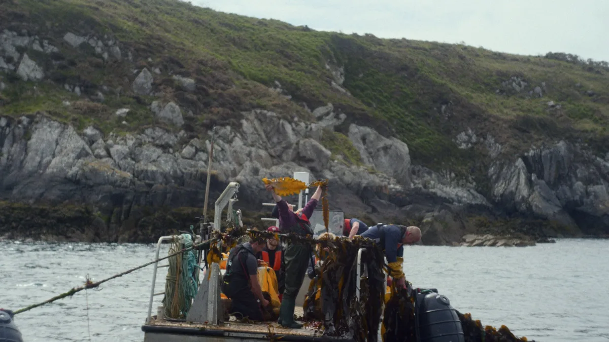 The harvest team on the barge, one holding a kelp frond aloft