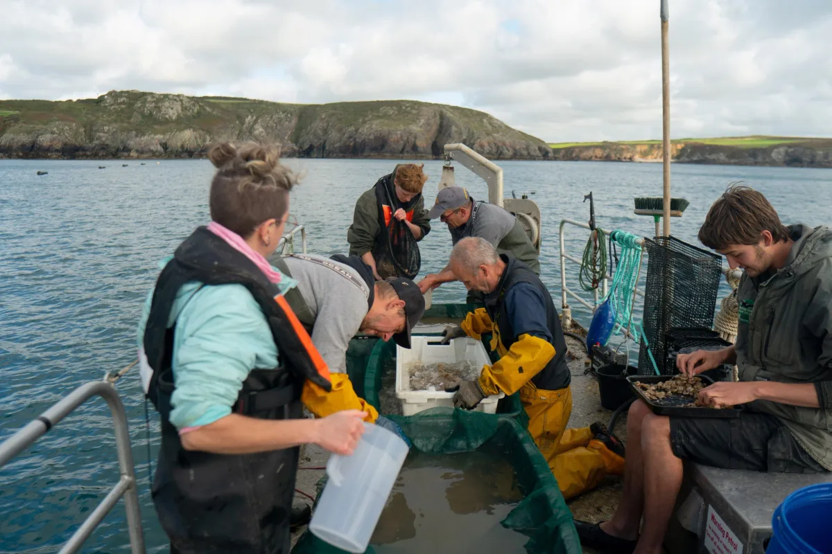 Volunteers and staff sorting shellfish into trays on the barge deck