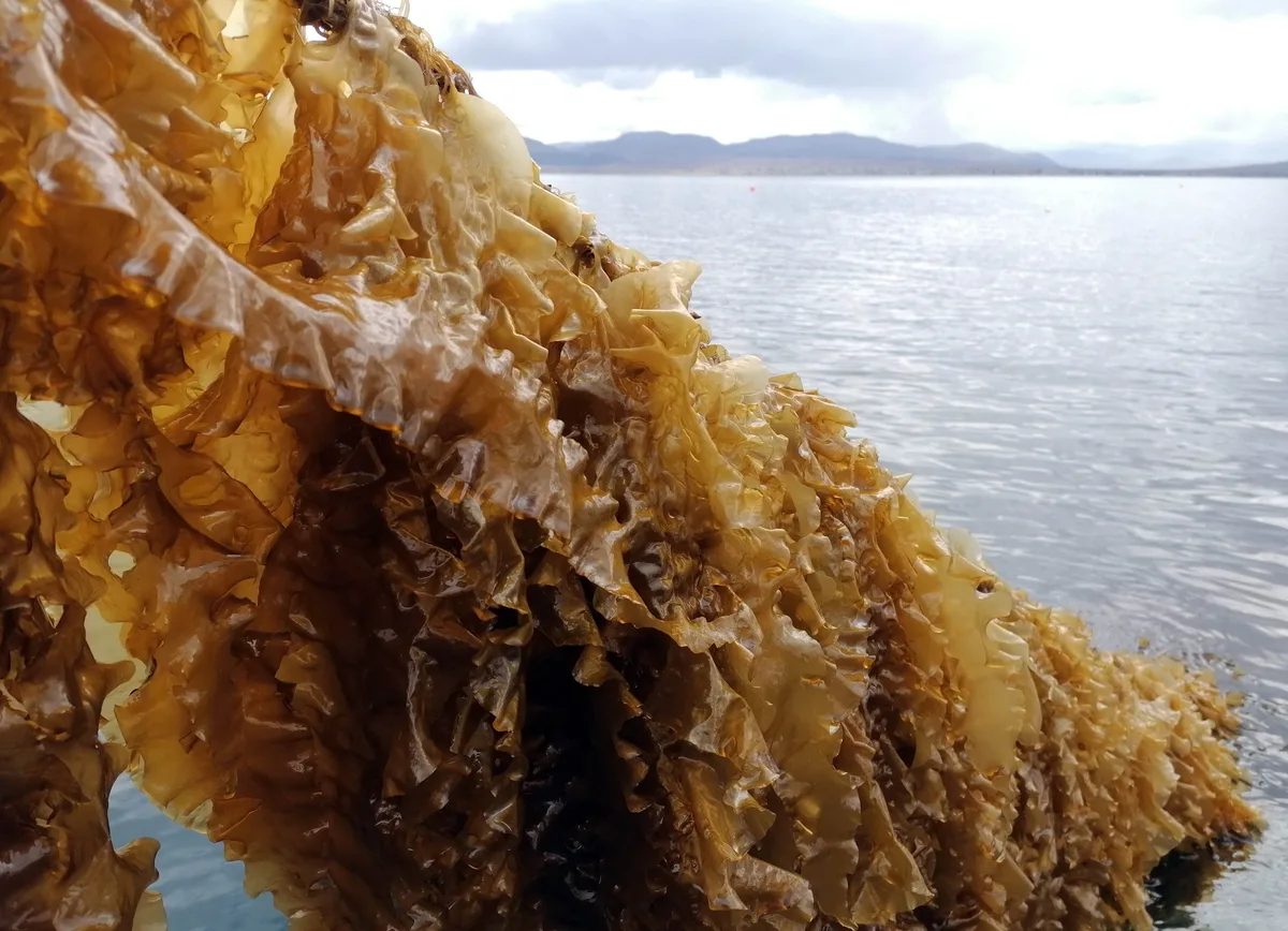 A dense curtain of golden sugar kelp lifted on the grow-line