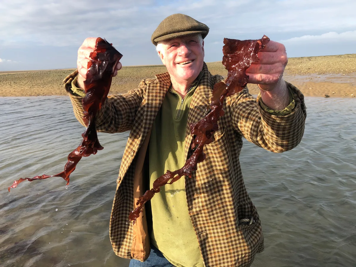 Holding up two long strands of red seaweed at the water's edge